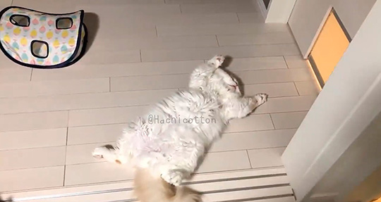 大の字で寝る猫