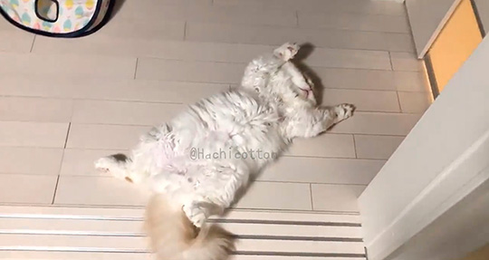 バンザイ寝の猫