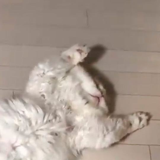 モフモフの猫