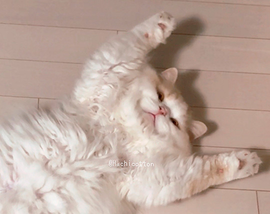 猫の表情