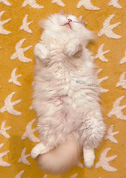 スコティッシュストレート