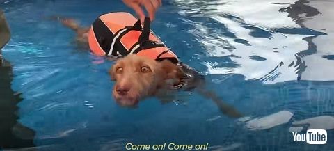 リハビリを頑張ったワンコ