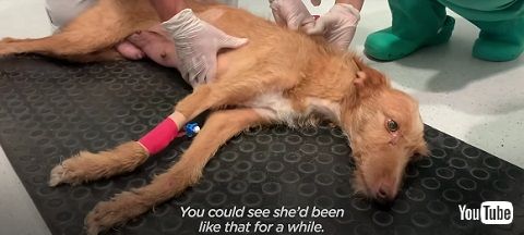 免疫疾患でマヒしたワンコ