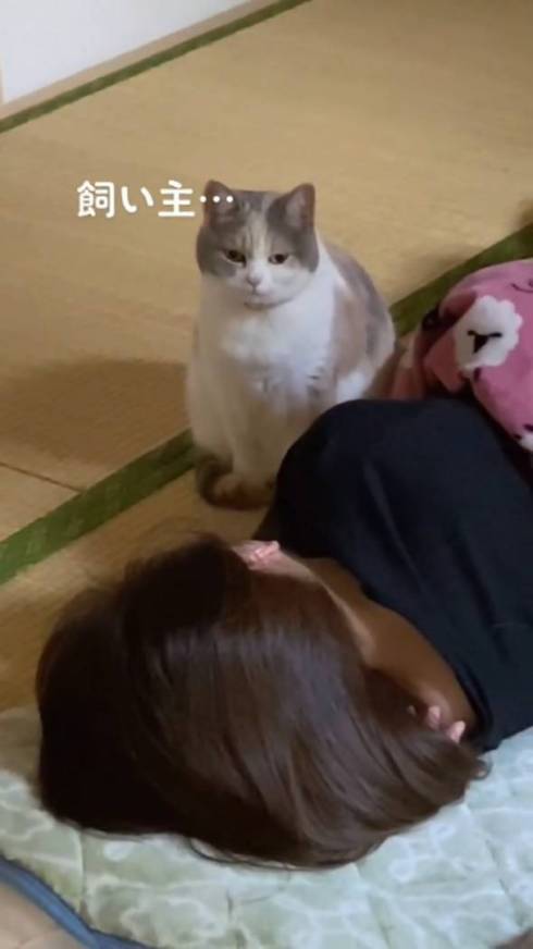 寝ている飼い主を見る梅丸ちゃん