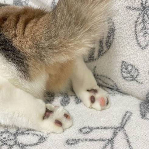 うーちゃんのあし