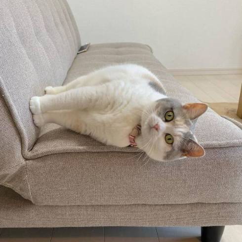 ソファに寝転ぶ猫