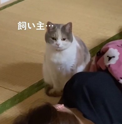 寝ている飼い主を見る梅丸ちゃんアップ
