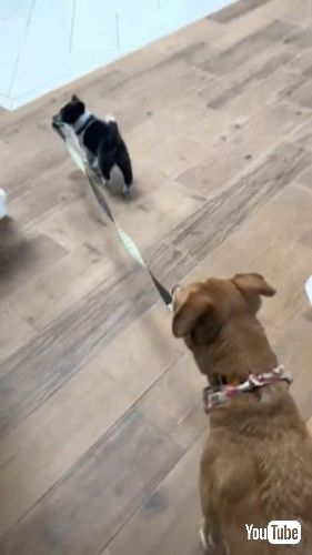 リードをくわえる犬