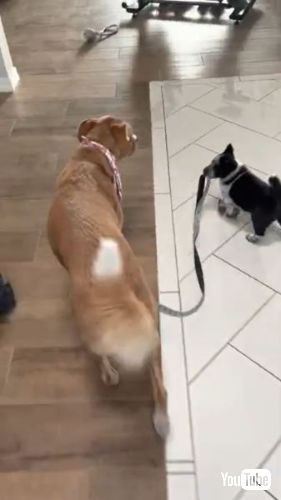 妹のあとに続く犬