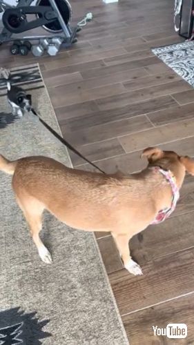 リードを引っ張る犬