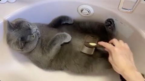 ブラッシングを受ける猫