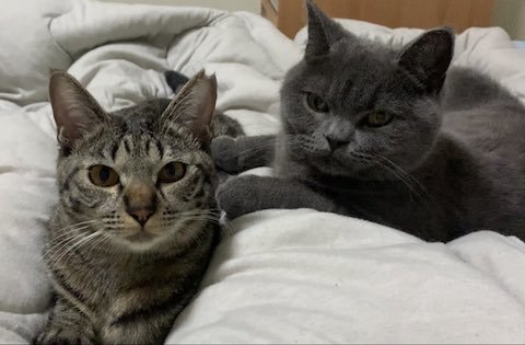 仲良しな2匹の猫