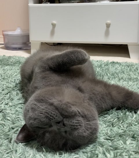 眠る猫