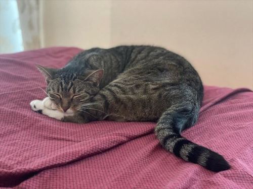 寝ているトミさん