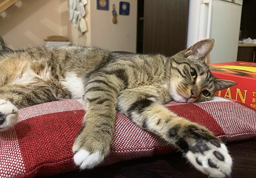 猫の手も借りたい店 猫の手も借りたい台座（単品） | 推し活グッズの通販・ジェイ