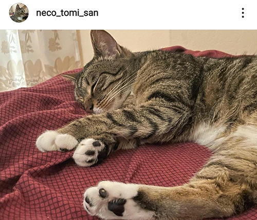 寝ころんで寝る猫