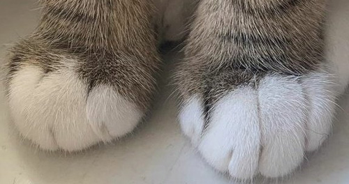 猫の手アップトリミング