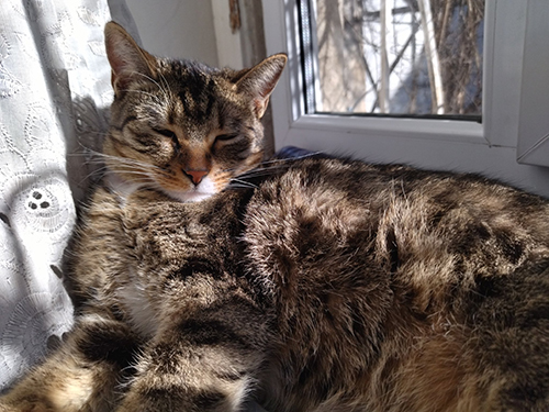 眠そうなトミさん