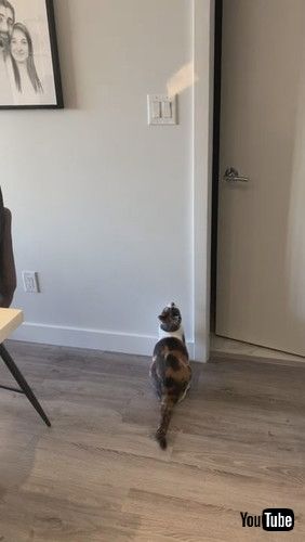 狙いを定める猫