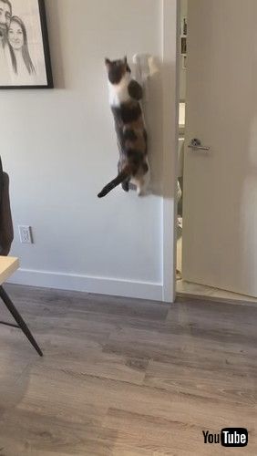 スイッチに飛びかかる猫