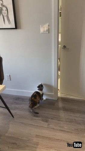 スイッチを見つめる猫