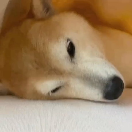 眠たくて仕方ない柴犬