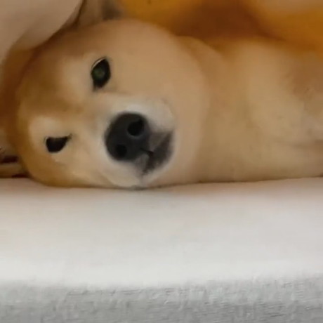 布団に潜り込む柴犬