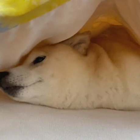 ベッドでもそもする柴犬