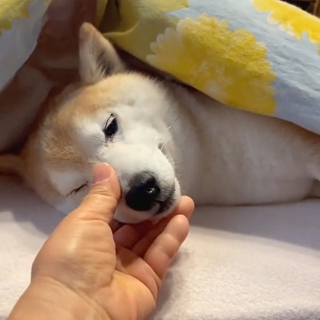 鼻をなでられる柴犬