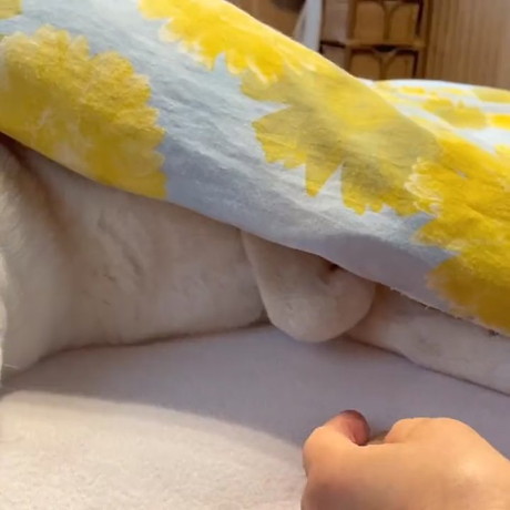 前足を隠す柴犬