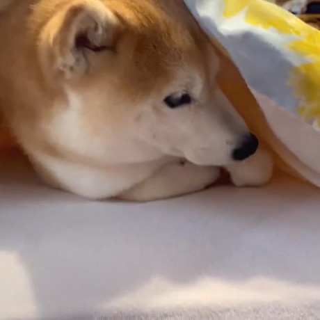 起きそうな柴犬