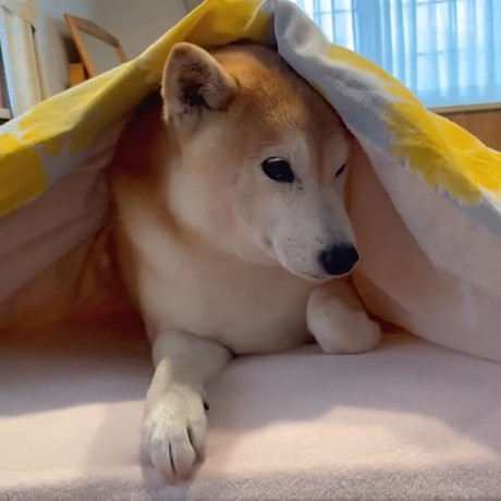 起きられない柴犬