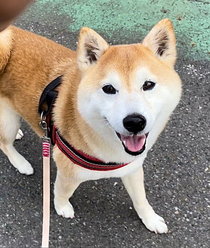 散歩で上機嫌な柴犬