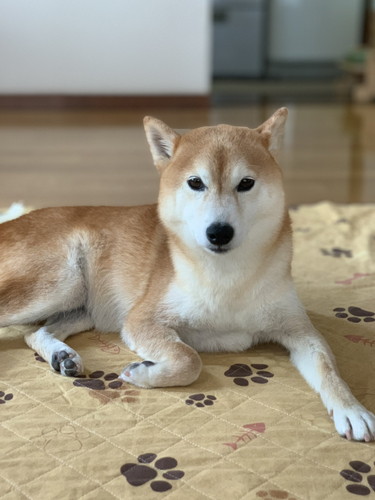 風の音に怯える柴犬