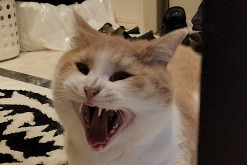 怒っている猫の拡大