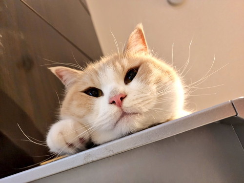 机の上にいる猫