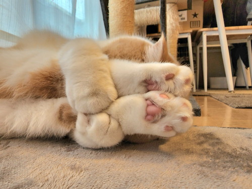 独特な寝方をする猫