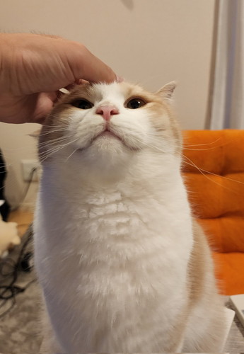 撫でられる猫