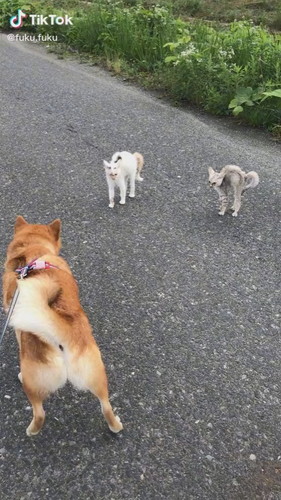柴犬散歩中