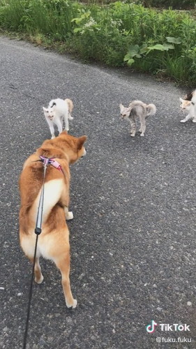 うろうろするふっくん