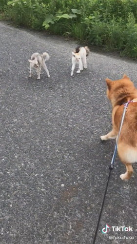 ちょっと下がる柴犬