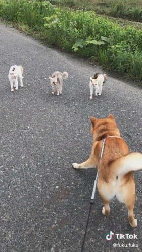 ほえるが効果がない柴犬