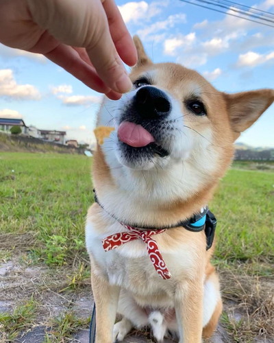 おやつを落とす福くん