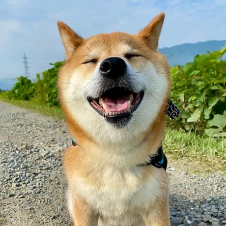 にこにこの柴犬