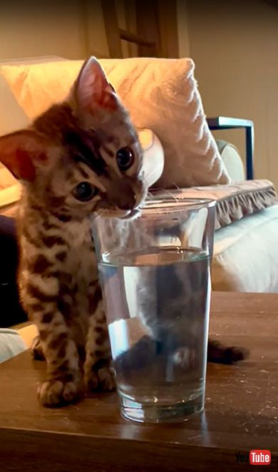 縁を甘がみする猫