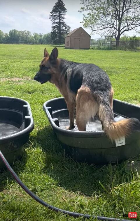 笑顔で振り返る犬