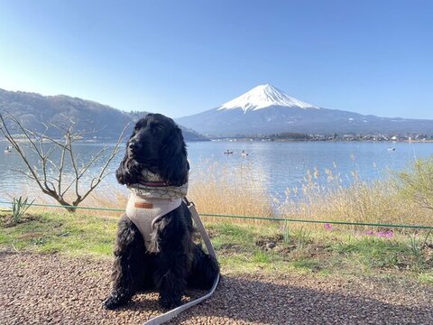富士山とワンコ