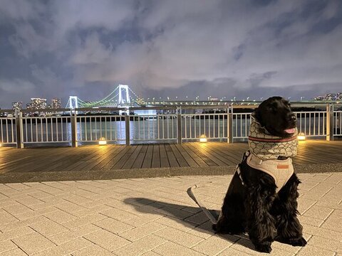 お台場の夜景をバックに撮影