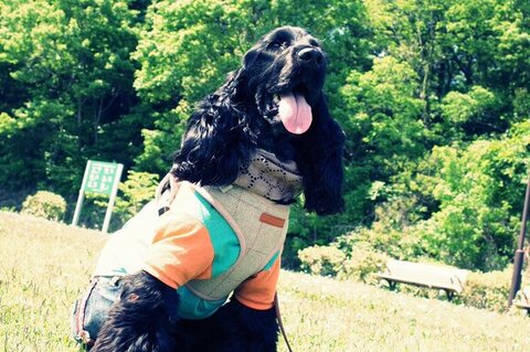 屋外で洋服着て舌出してる