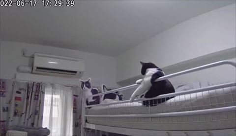 おっさんみたいな猫